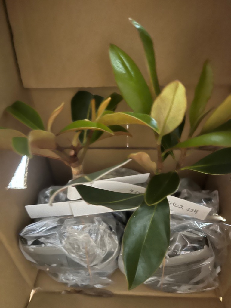 タイサンボク リトルジェム 3.5号ポット 挿し木苗 苗木 : エスフルール