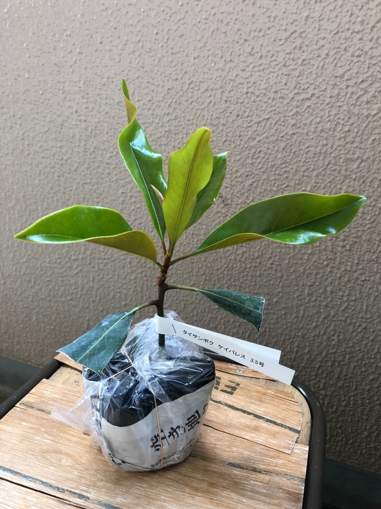タイサンボク ケイパレス 苗木 3.5号ポット 挿し木苗 : エスフルール