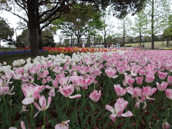 富士フイルム FinePix JX400 [ピンク]投稿画像・動画 (レビュー