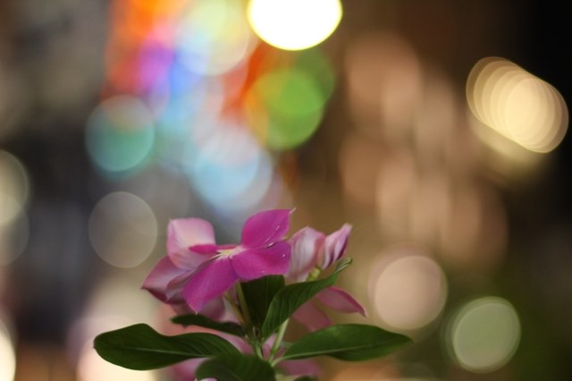 安さとF1.8は魅力的だが、APS-Cでは使う環境を選ぶ』 CANON EF50mm F1