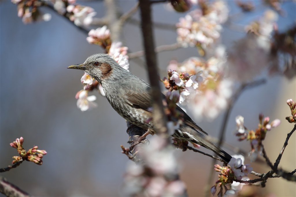 腐ってもL？』 CANON EF80-200mm F2.8L じーこSZ_KAIさんのレビュー
