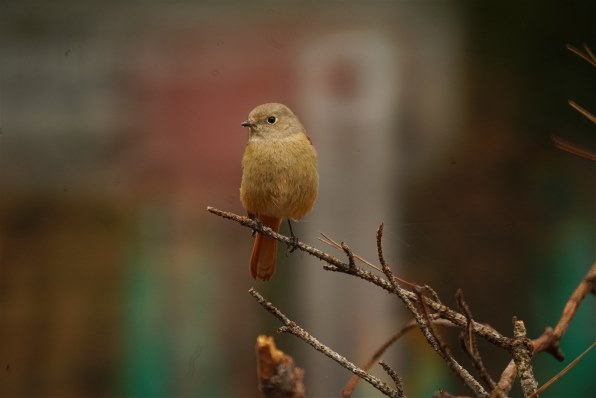 コニカ ミノルタ AFレフレックス500mmF8 価格比較 - 価格.com