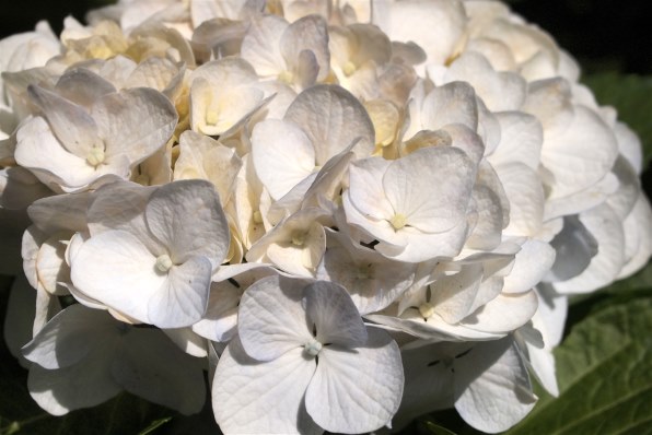 オリンパス OLYMPUS PEN Lite E-PL2 ボディ [ホワイト]投稿画像・動画