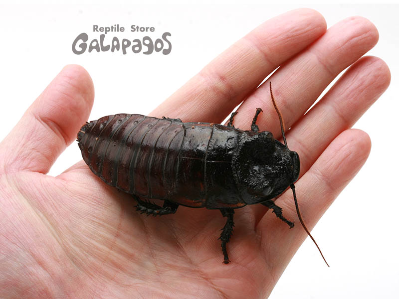 人生で初めて | レプタイルストア ガラパゴス