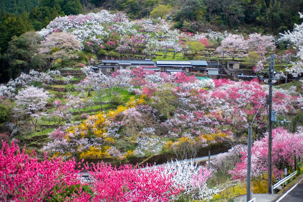 上久喜の花桃】絶景！日本で最も美しい村。仁淀の咲き誇る桃