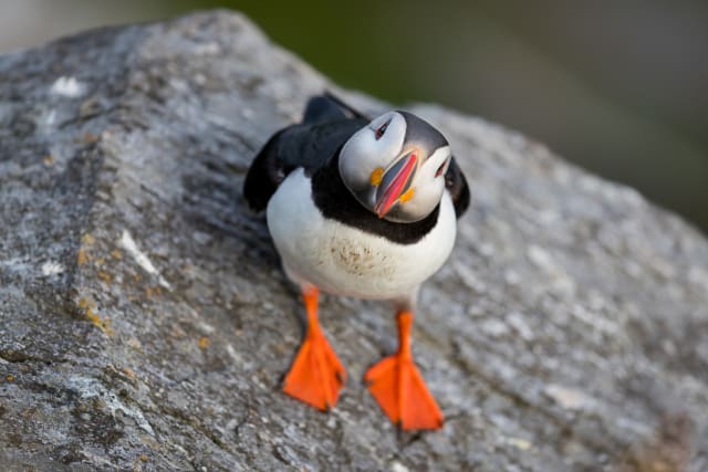 写真】まるで「ピングー」みたいな色合い…癒しの鳥・パフィンの「困り