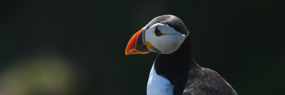 まるで「ピングー」みたいな色合い…癒しの鳥・パフィンの「困り顔