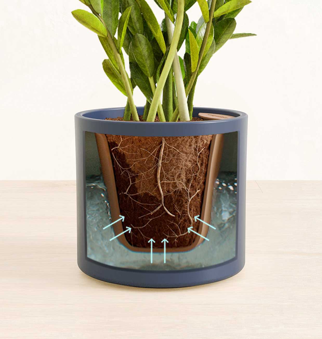 Medium ZZ Plant | Buy 10-18 Inch Indoor Plants | easyplant