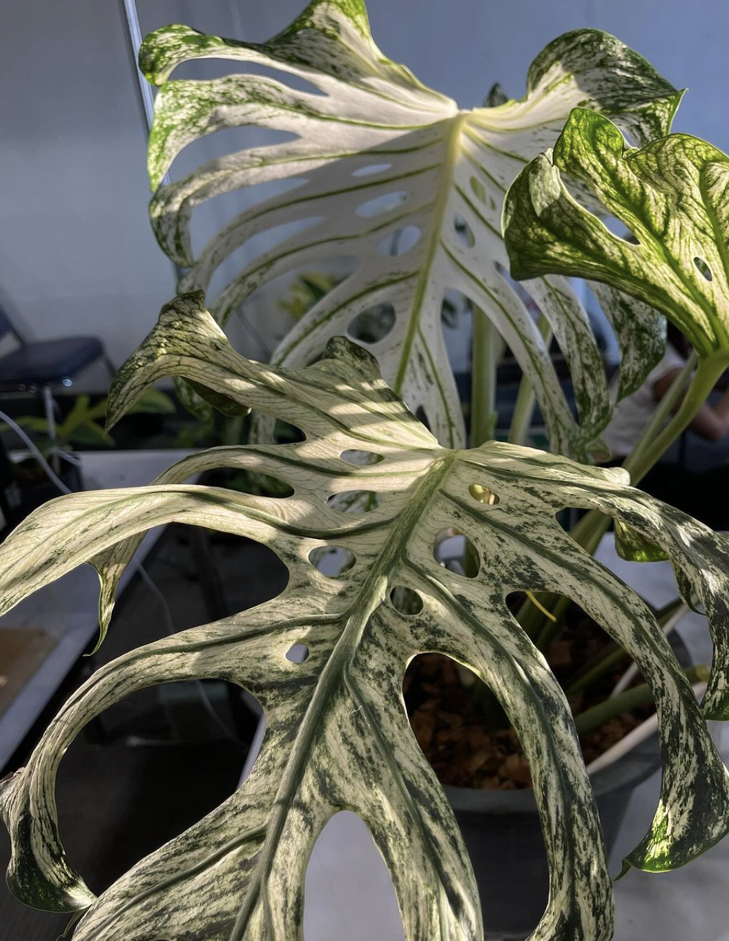 Monstera 'Devil Monster', Thailand's Latest $40,000 Sport | MonsteraX