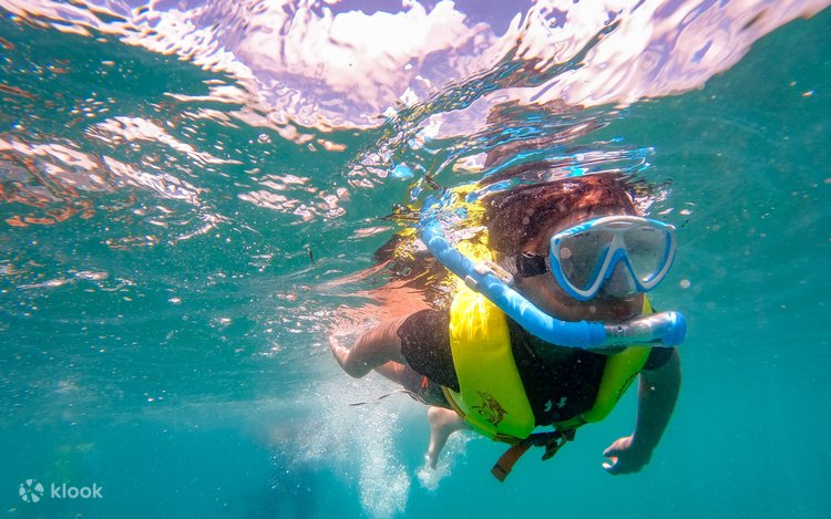 Kane'ohe Bay Sandbar Turtle Watching & Snorkeling Tour - Klook