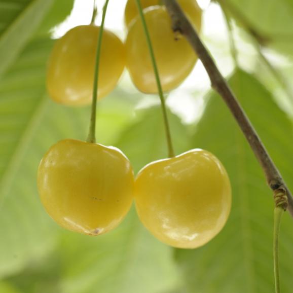 黄色いさくらんぼ「月山錦プレミアム(24粒)」 7月下旬より発送開始※着