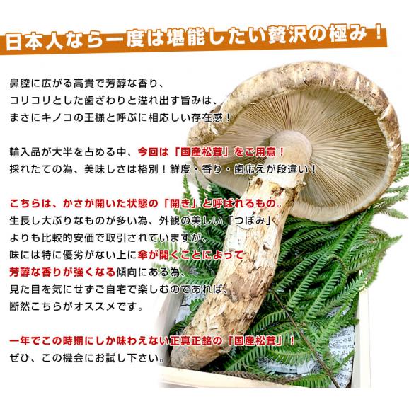 国産松茸（開き）400g前後（1本から3本前後）送料無料 クール便