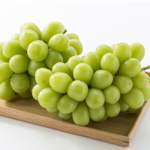 月本果樹園謹製_“あまみの秋越え”蔵出し 完熟シャインマスカット1kg（2