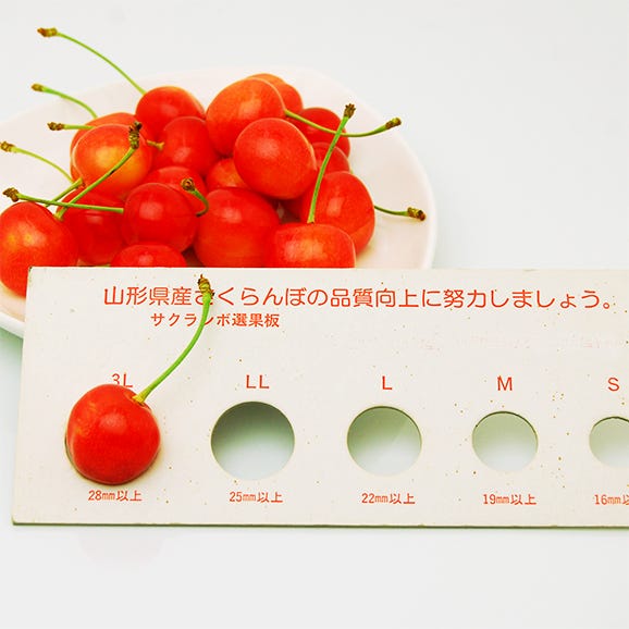 2024年5月頃～予約開始予定|幻の大粒さくらんぼダイアナブライト500g