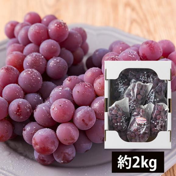 2025年完売】2026年7月頃～予約開始予定|山道農園のぶどう甘美レッド