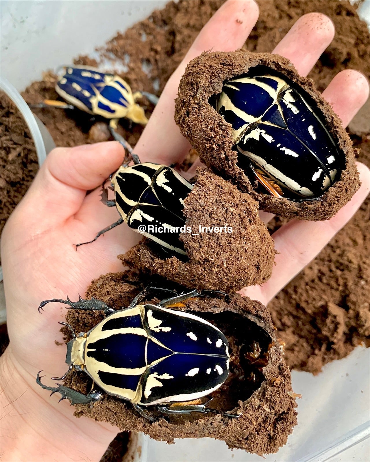 Mecynorrhina ugandensis 