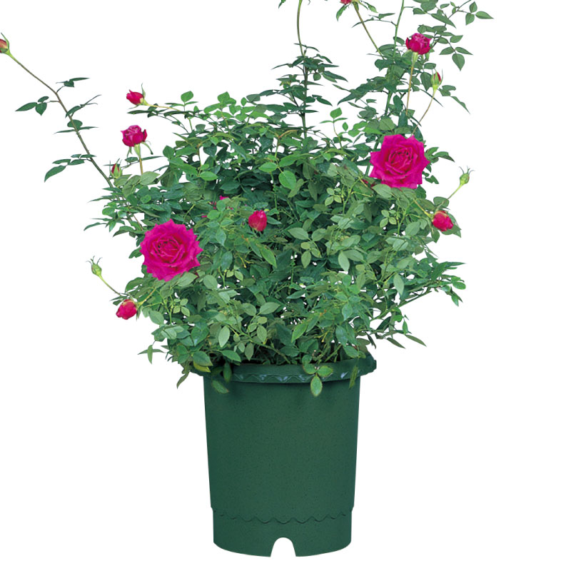 バラ鉢 12号 | リッチェル公式ウェブショップ