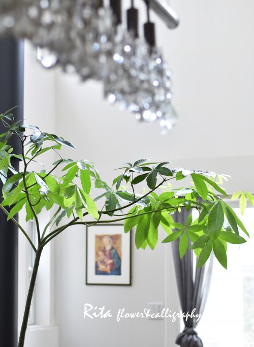 パラソルみたいなパキラ | Rita Flower&Calligraphy