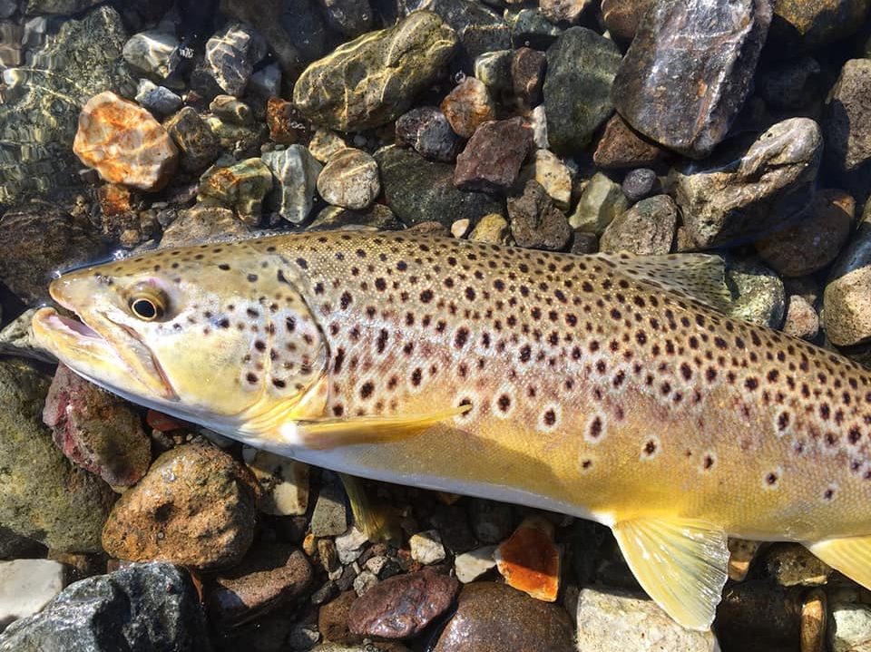 Bambrooch】ジャーマンフレンチどっち中禅寺｜ブラウントラウト