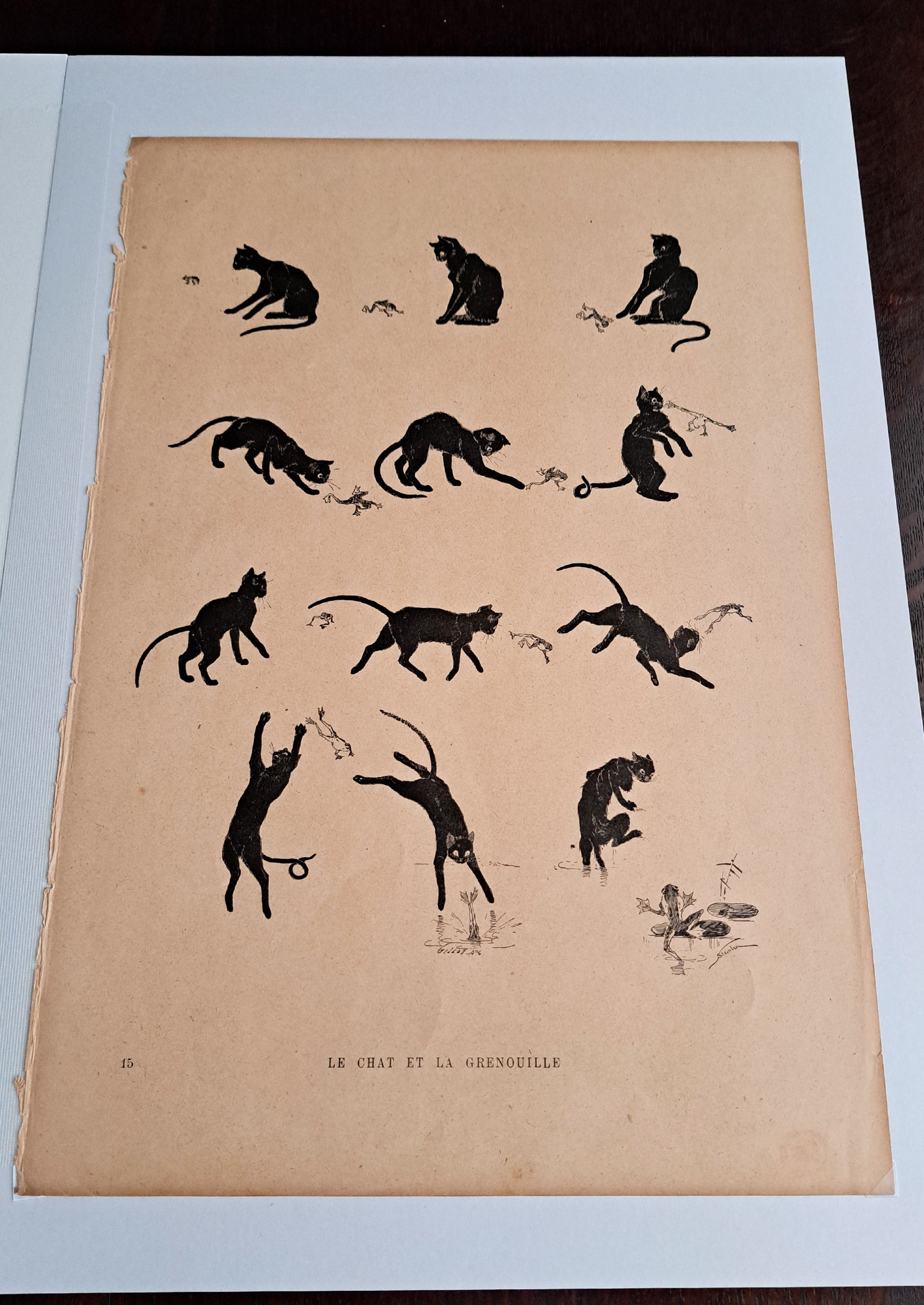 テオフィル・スタンラン ≪黒猫とカエル≫ 1898年 『猫たち』より