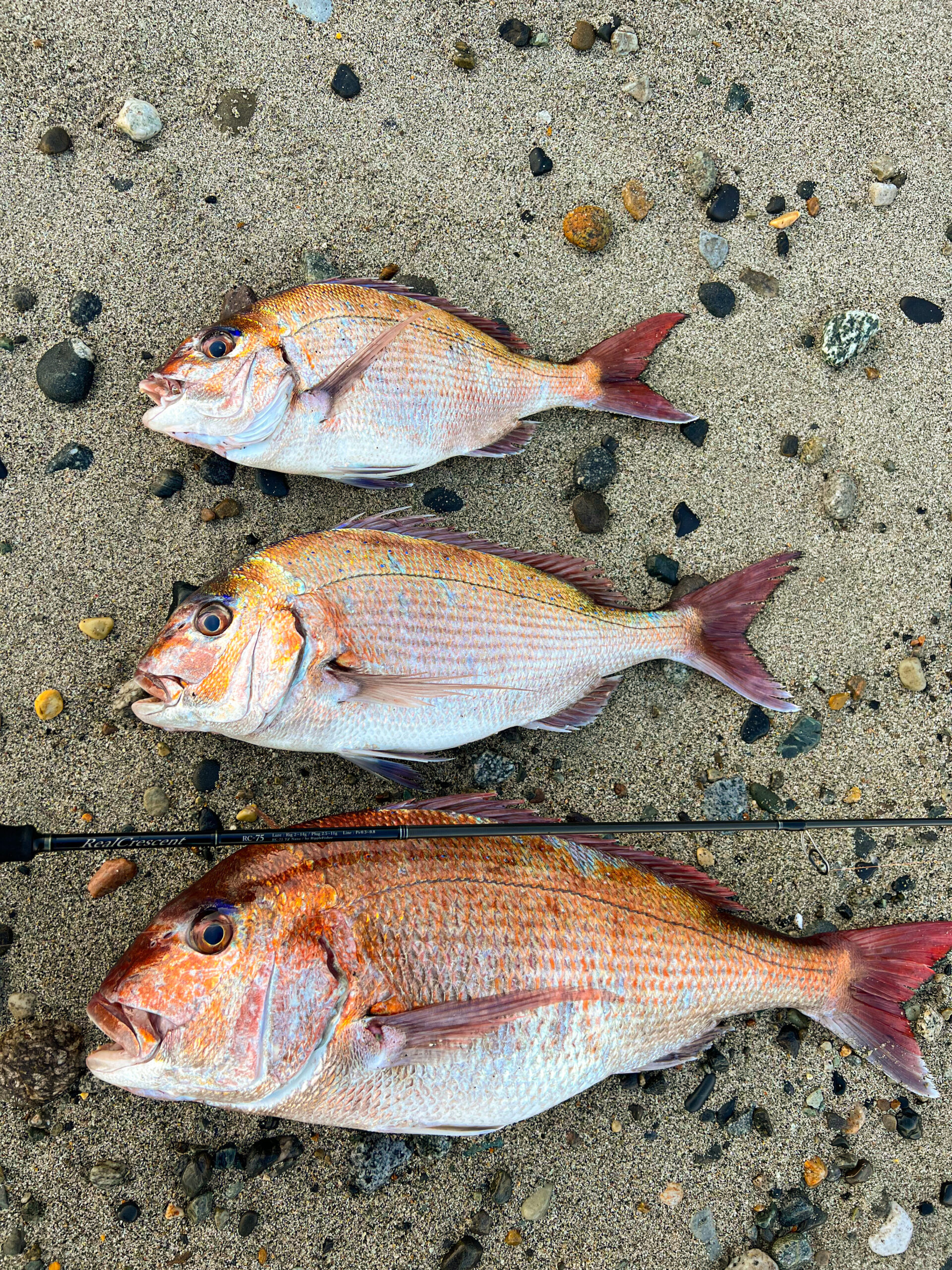 RealCrescent RC-75 ホタルイカパターン・釣果報告 | リップル