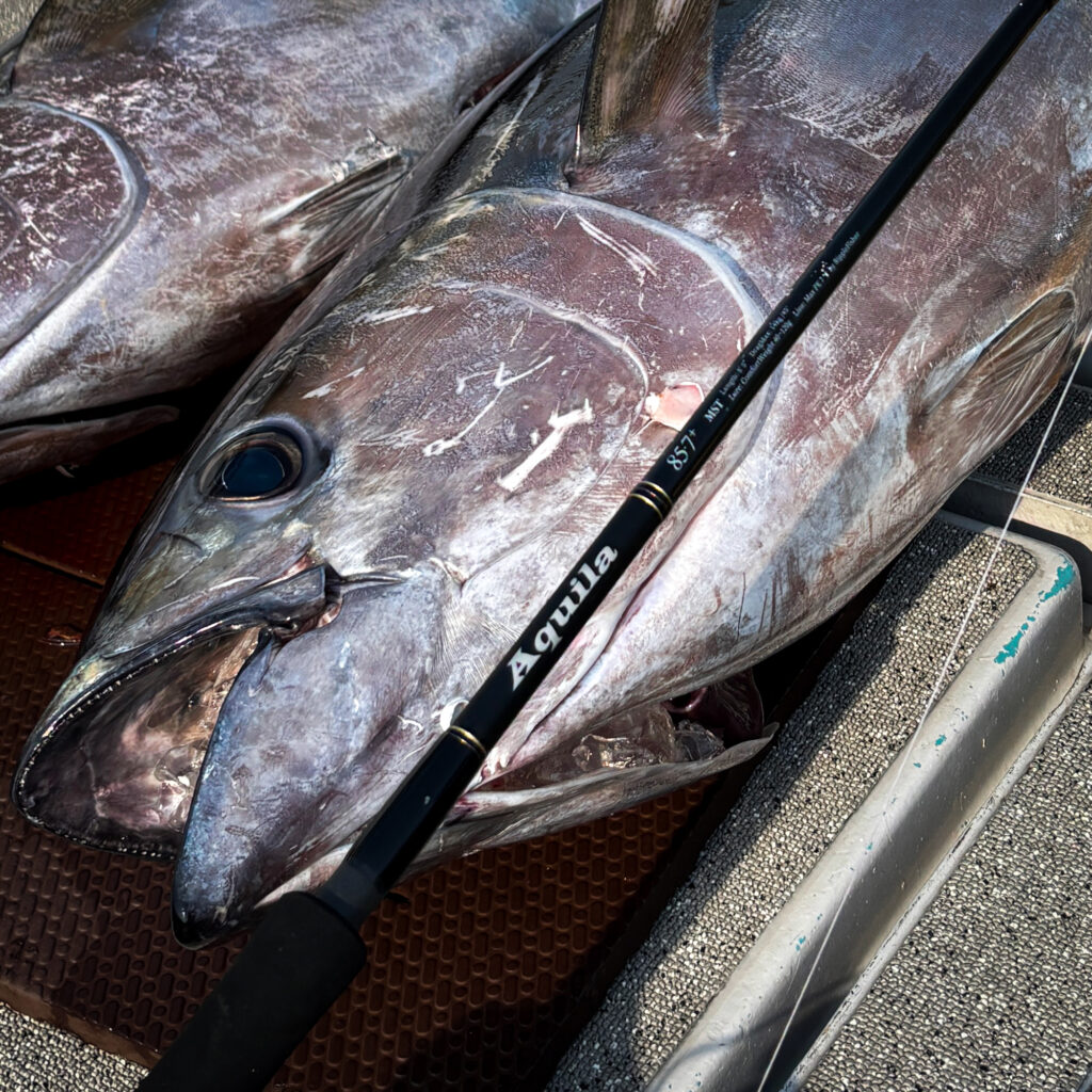 Aquila MST 85-7+ 三重キハダキャスティング・ショップレポート