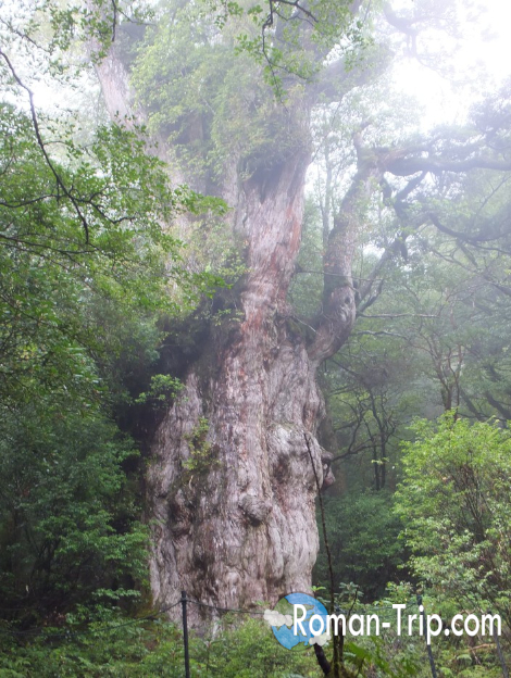 屋久島旅】縄文杉まで辿り着け！往復10時間22キロの登山 - ロマン紀行
