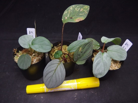 Roots”Web site(水草・水辺の植物・ジャングルの植物の販売・通販)