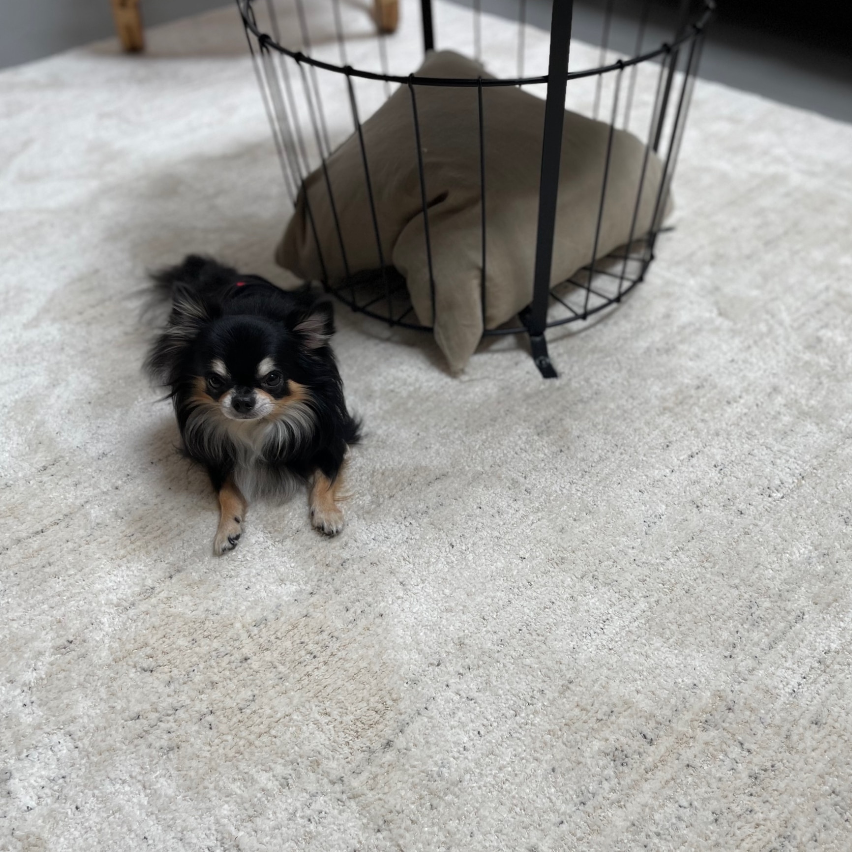 IKEA/イケア/通販]ENGELSBORG エンゲルスボリ ラグ パイル短, ベージュ