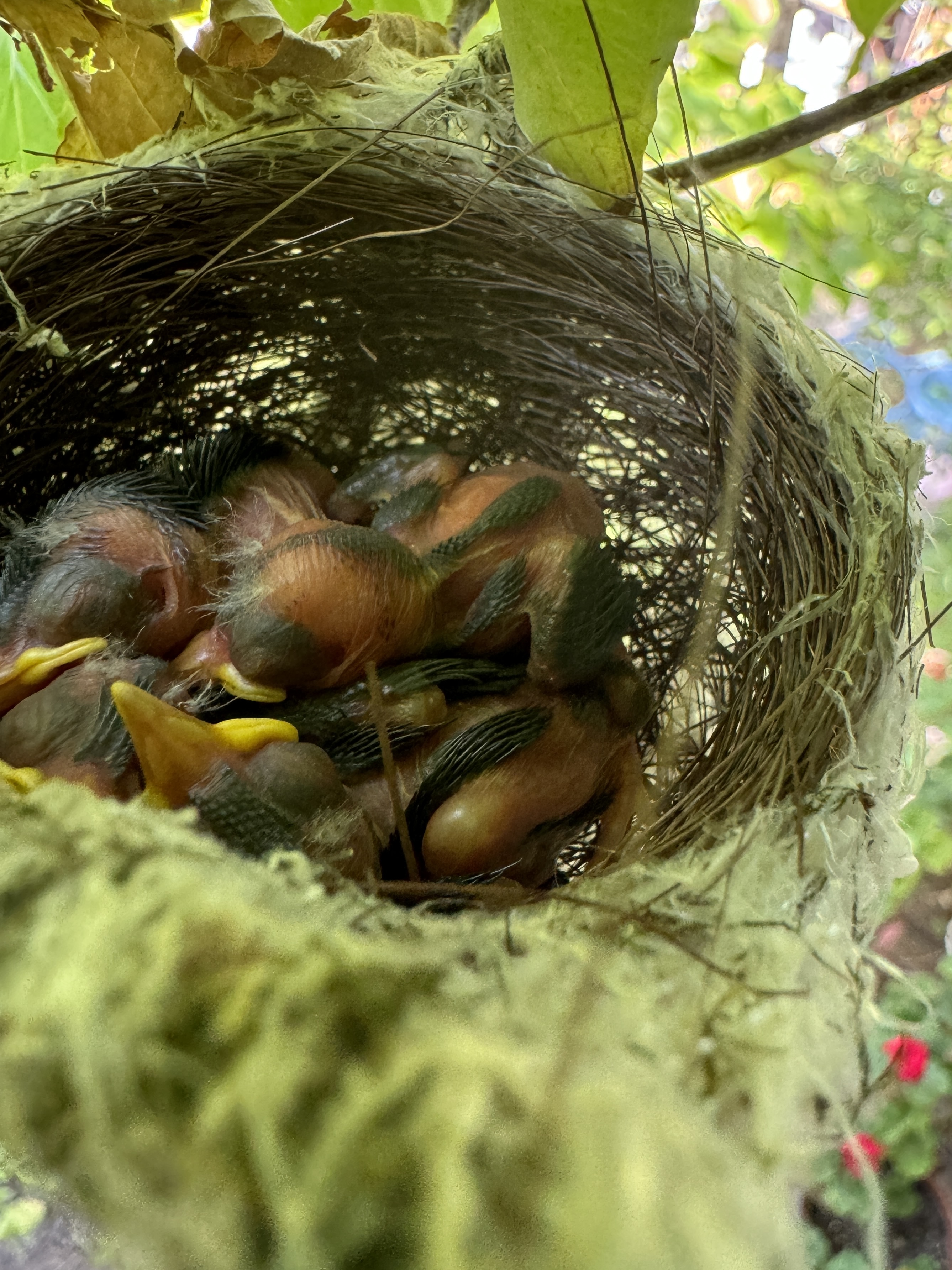 油絵 卵のふ化を見る鳥 油絵 卵のふ化を見る鳥 油絵卵のふ化を見る鳥