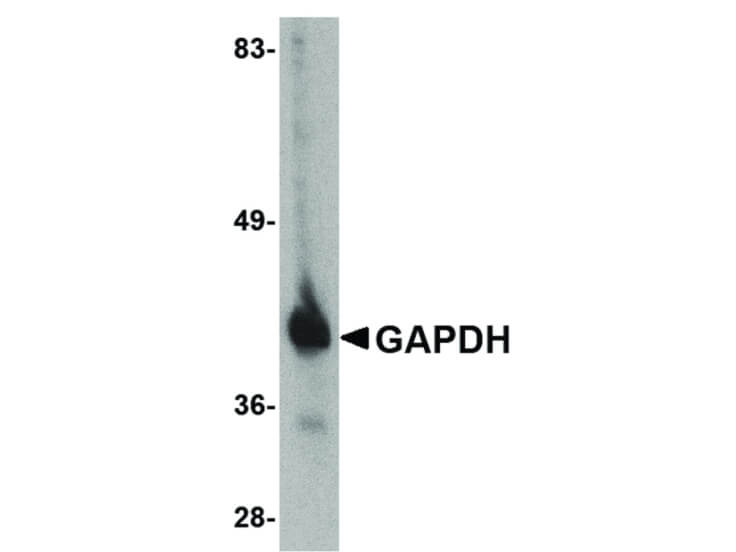 GAPDH Antibody (200-901-BJ5) | Rockland