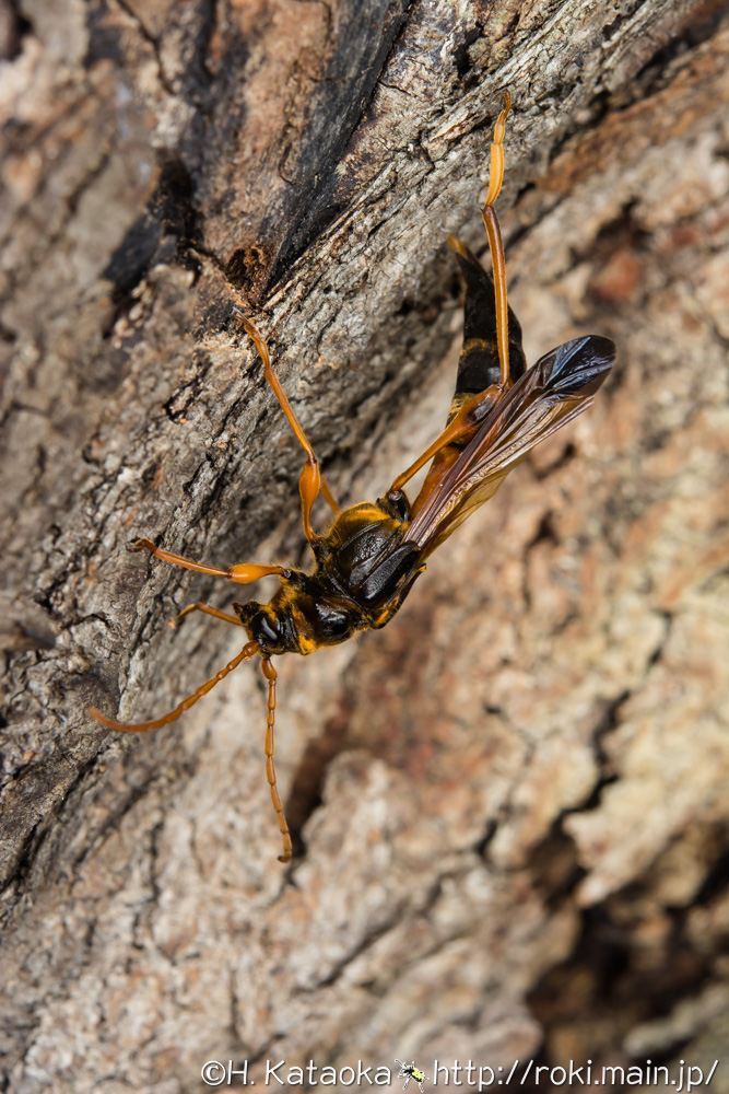 オニホソコバネカミキリ