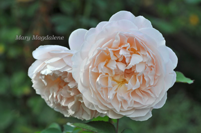 メアリー マグダレン | バラ図鑑