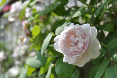 ルドゥーテ | バラ図鑑