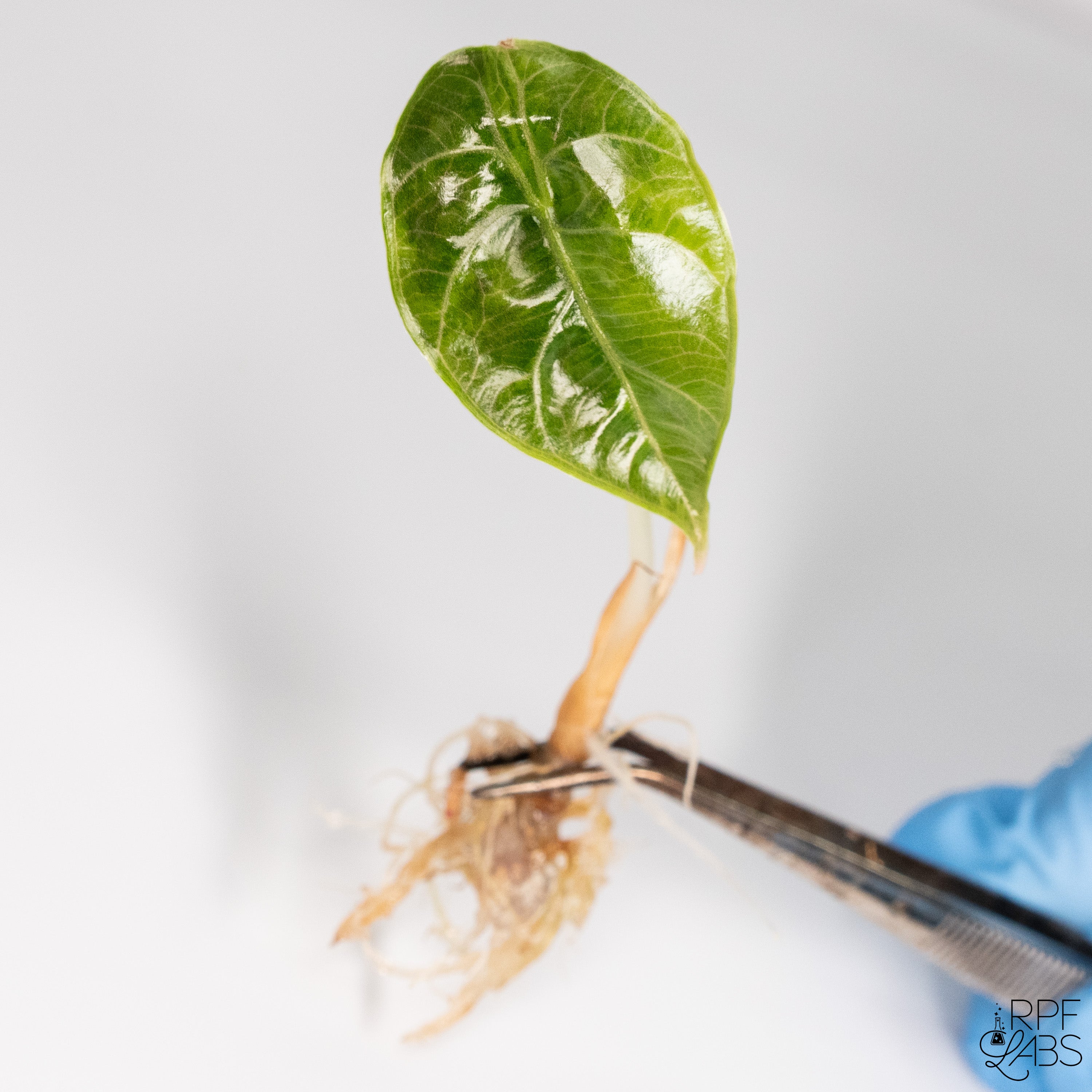 Alocasia Azlanii Aurea Variegated TC Plantlet – RPF Labs