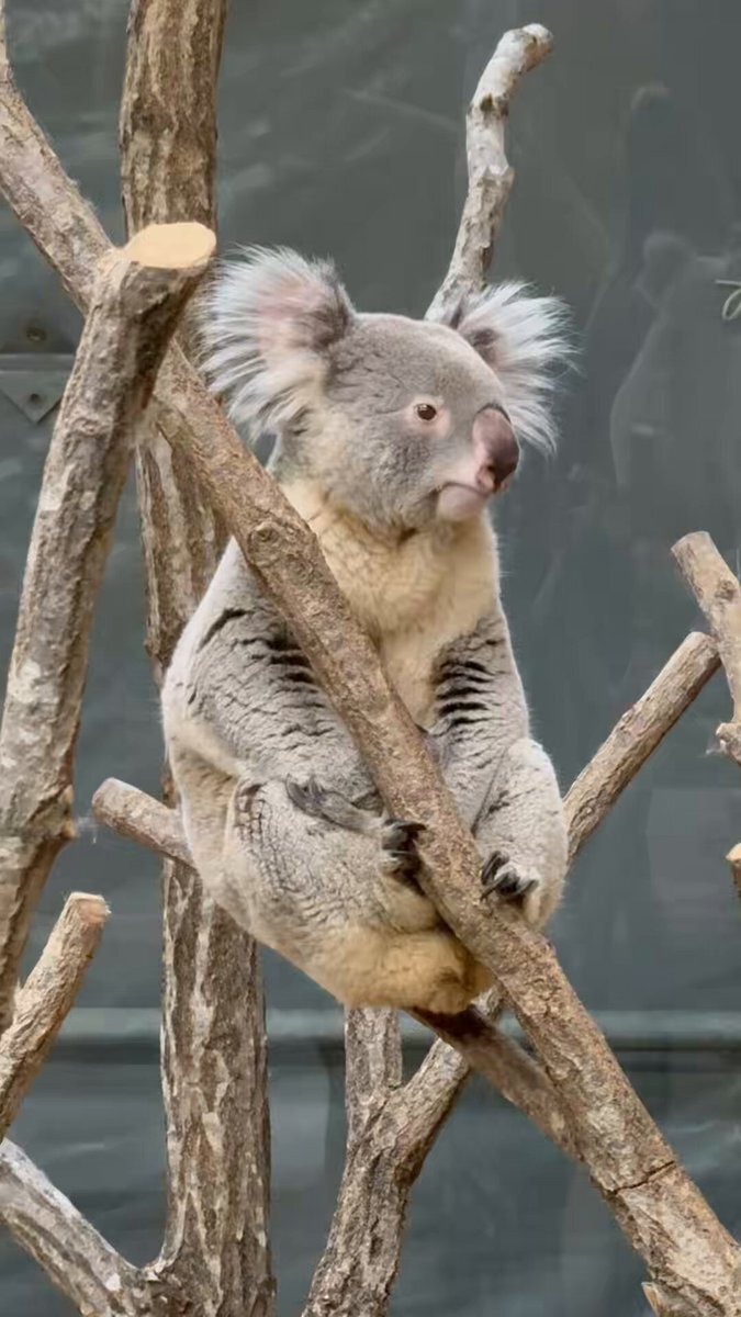 コアラ」のYahoo!リアルタイム検索 - X（旧Twitter）をリアルタイム検索