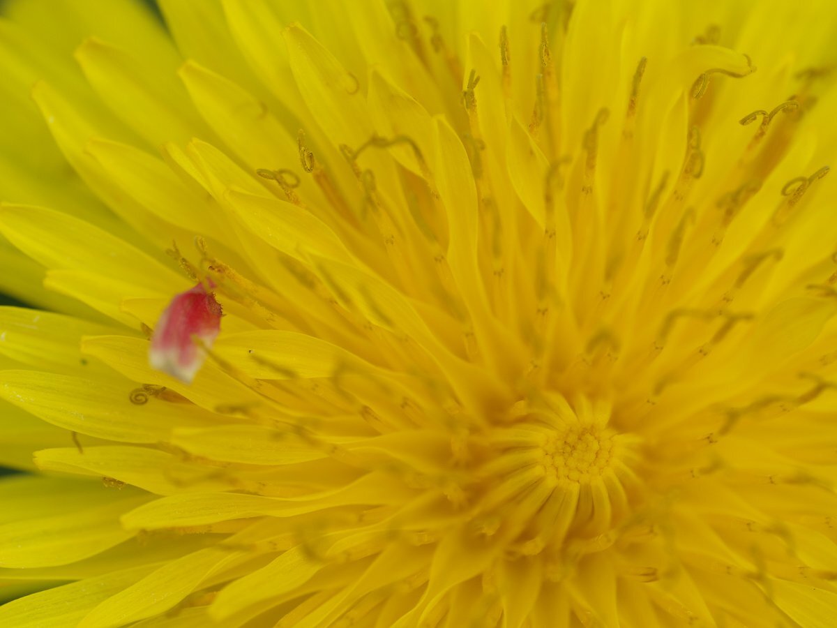 たんぽぽ」のYahoo!リアルタイム検索 - X（旧Twitter）をリアルタイム検索