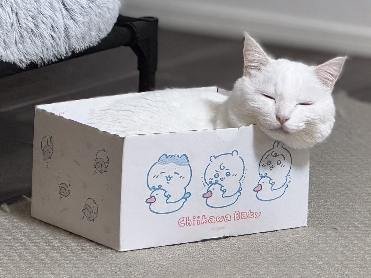 澤本夏輝 BD クッション 澤本夏輝 BD クッション