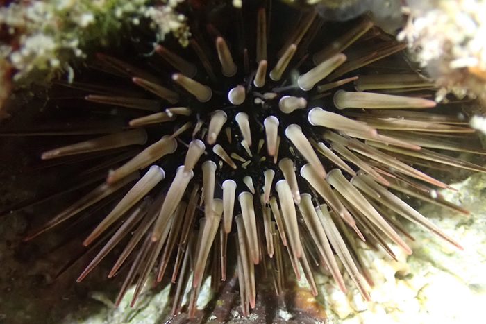 トゲトゲとにょろにょろ ～ナガウニの仲間～ ＜沖縄・海の生き物たち