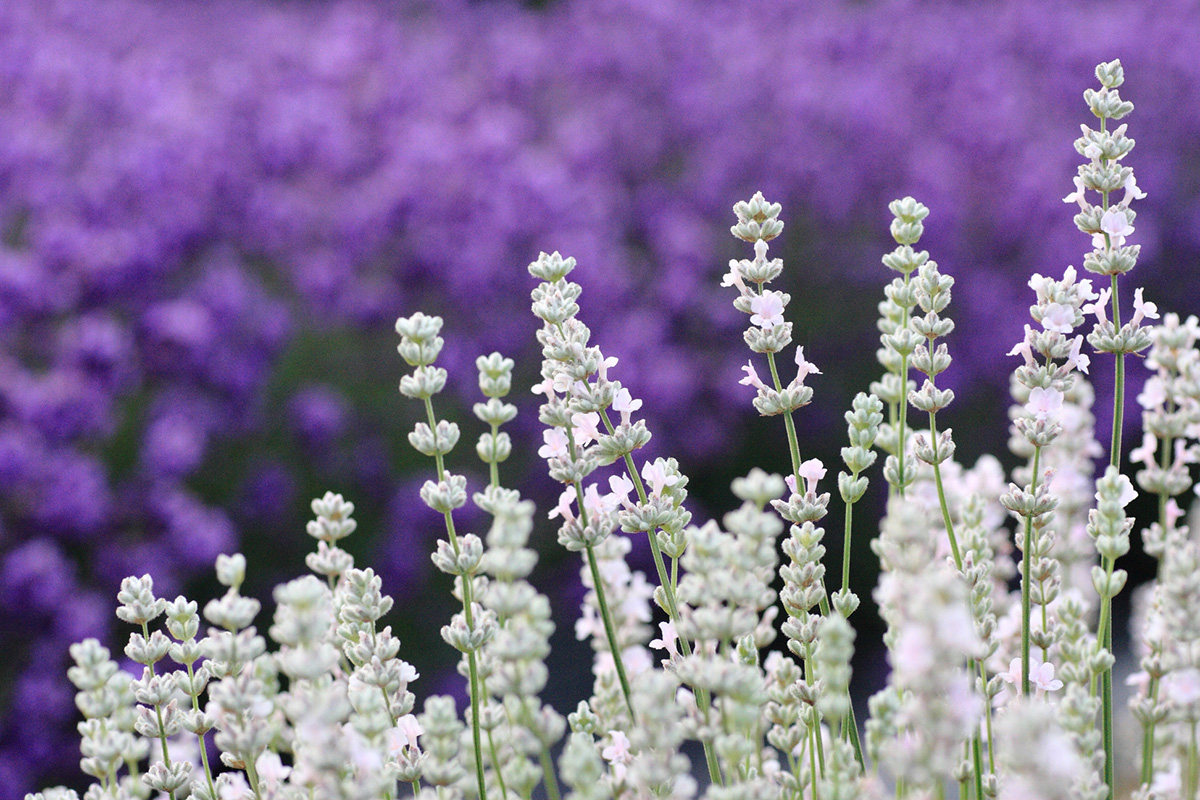 白い”ラベンダー、知ってる？】秋田・美郷町で、癒しの花景色に会いに