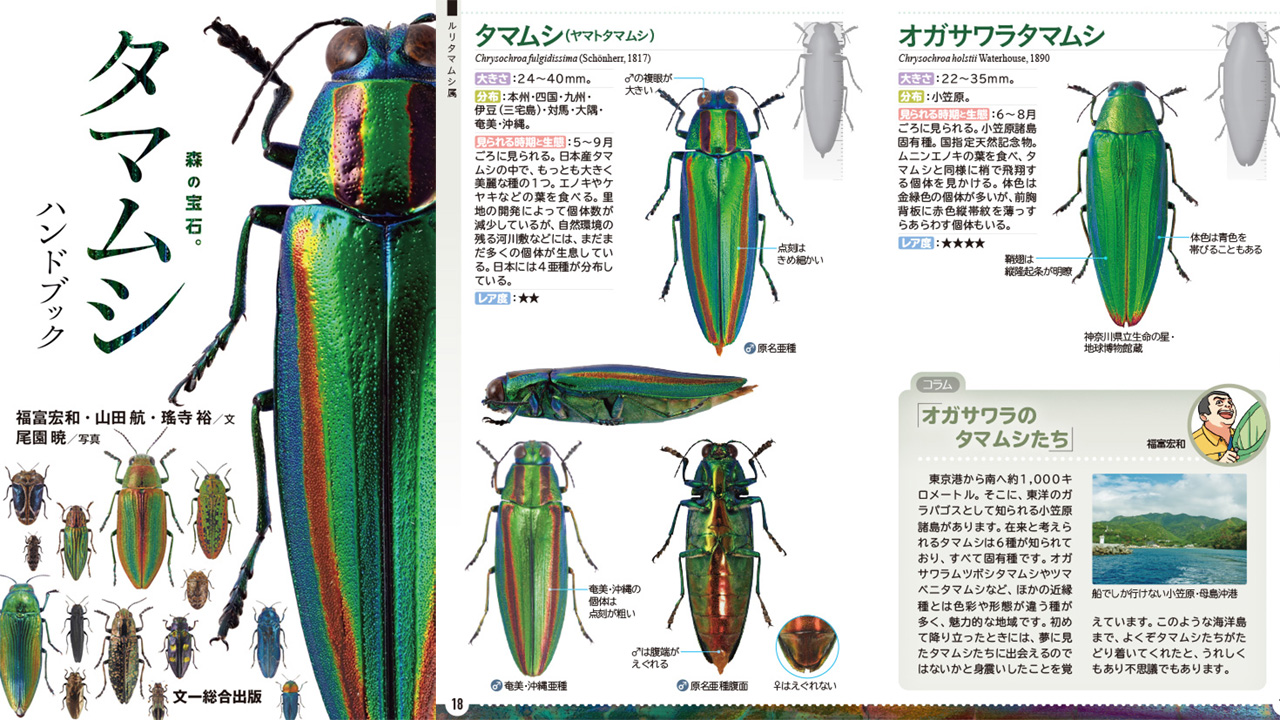超ピンポイント！それがいい！森の宝石”日本産タマムシ”の識別に特化