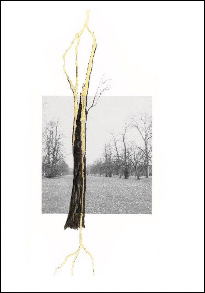 Giuseppe Penone Thoughts in the Roots ARTBOOK | D.A.P. 2026