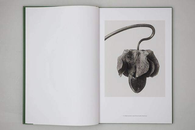 Karl Blossfeldt: Masterworks, An Artbook Review