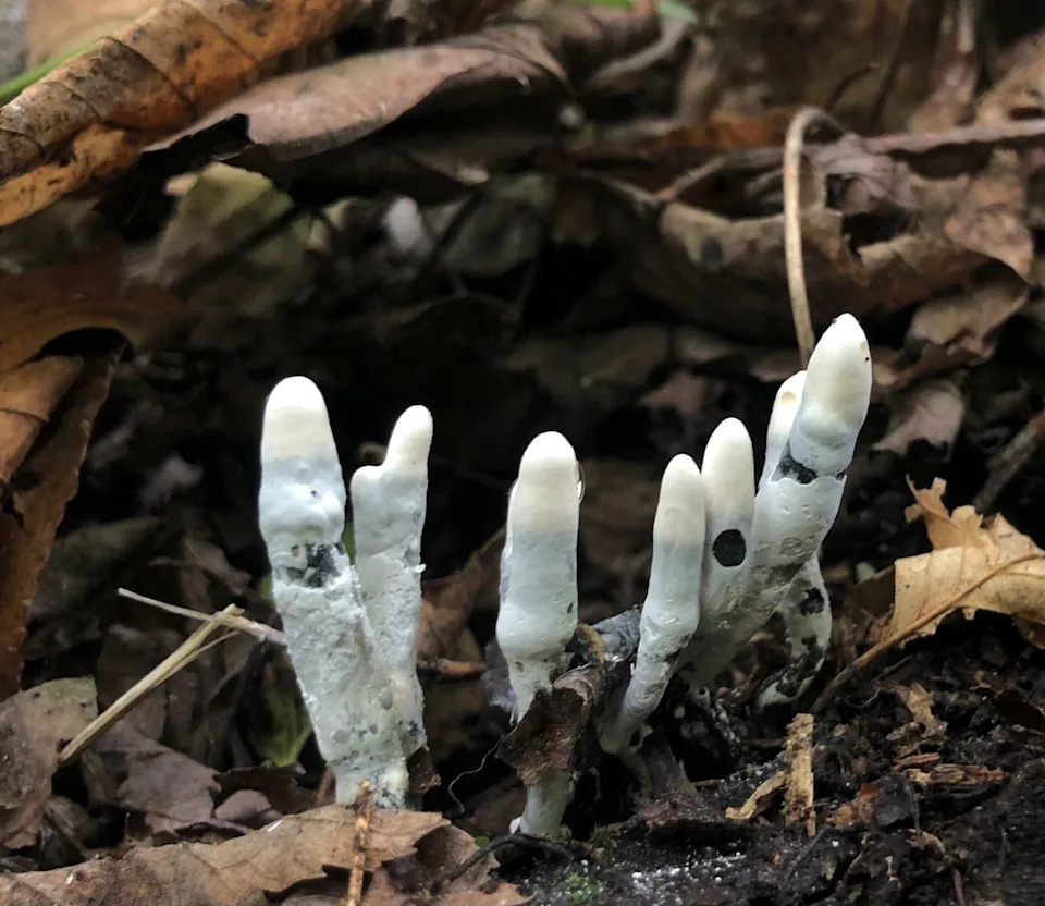 Is this the creepiest fungus in the forest? Yes, definitely.