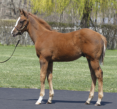 セール結果 - JRHA（一般社団法人 日本競走馬協会）
