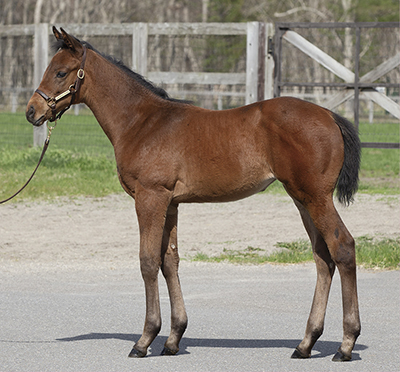 セール結果 - JRHA（一般社団法人 日本競走馬協会）