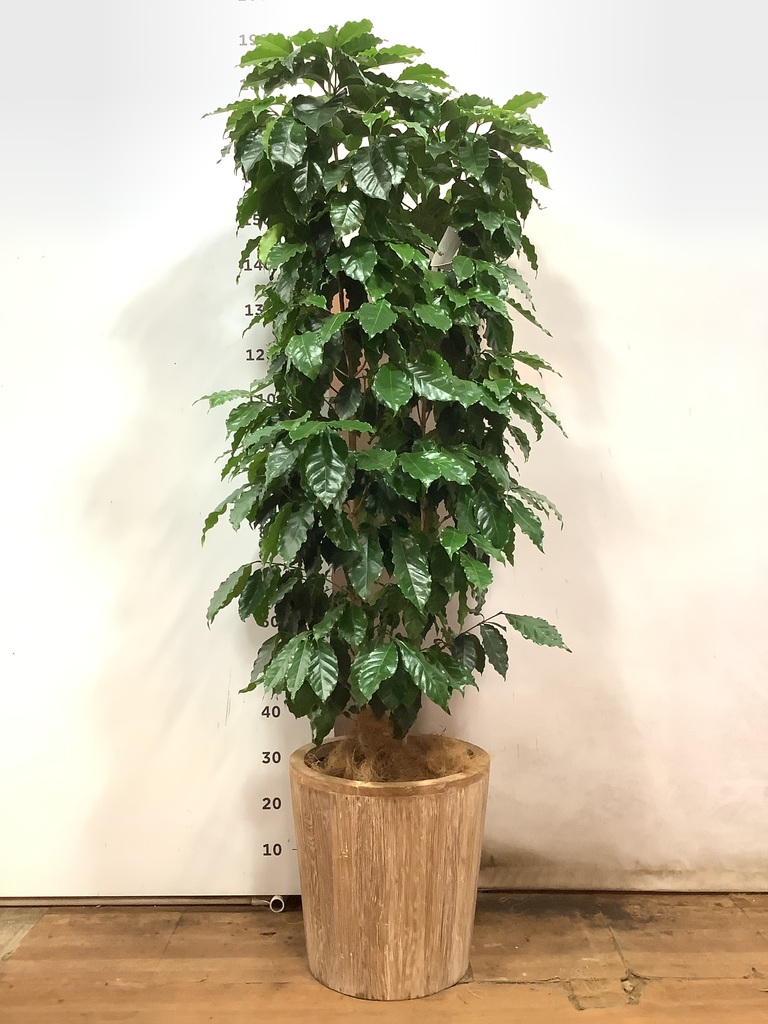 ダイナミックなコーヒーの木 10号 140センチ ダイナミックなコーヒーの