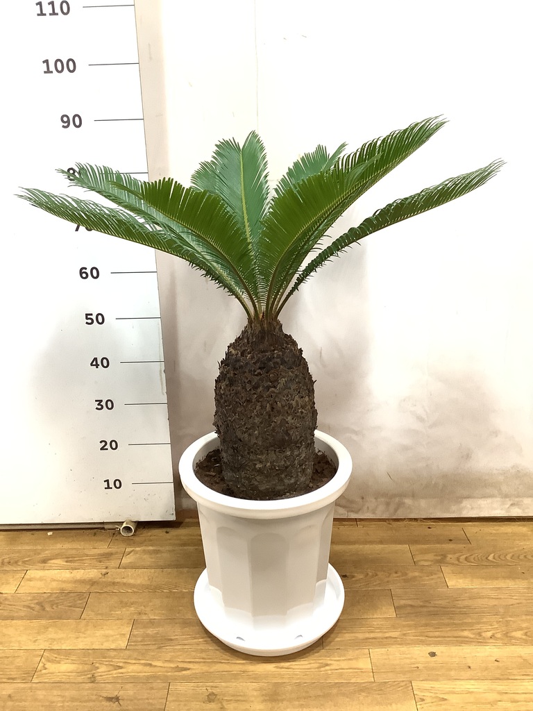 観葉植物 ソテツ 10号 プラスチック鉢 | 観葉植物ならHitoHana(ひとはな)