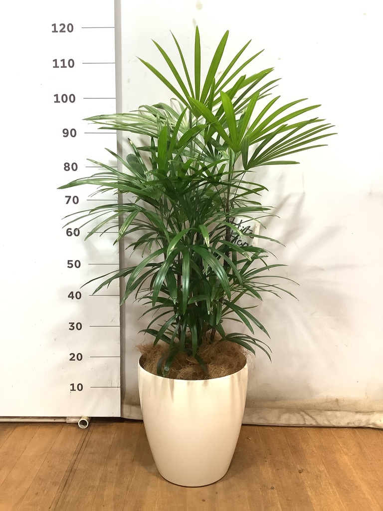 観葉植物 シュロチク（棕櫚竹） 8号 プラスチック鉢 | 観葉植物なら