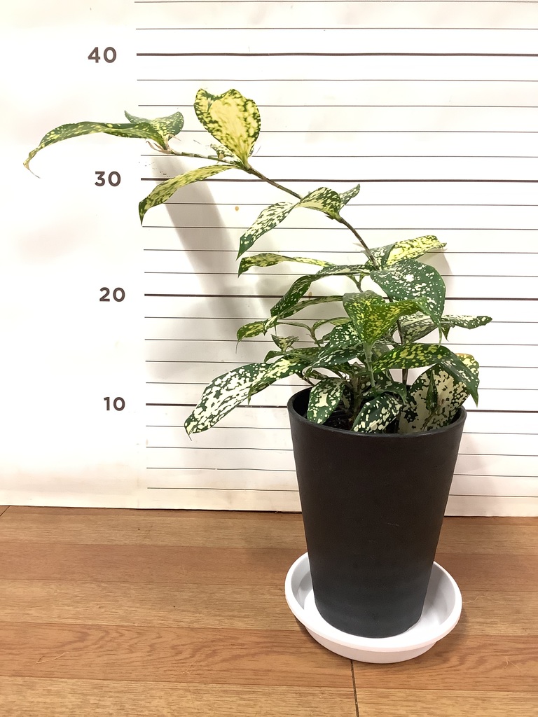 観葉植物 ドラセナ ゴッドセフィアーナ 4号 プラスチック鉢 | 観葉植物